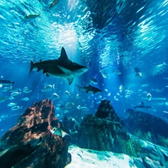 Barcelona Aquarium